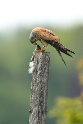 ... ein letztes Küsschen mein Mäuschen .... sagt der Turmfalke.... daaaannnnn...