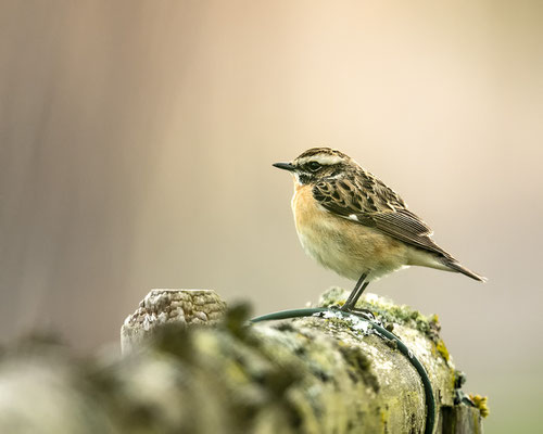 mein erstes Braunkehlchen heuer :-)