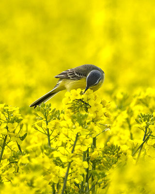 Schafstelze hat Bienchen gefangen :-)