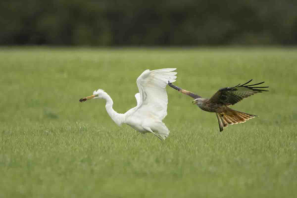 Rotmilan klaut dem Silberreiher die Maus