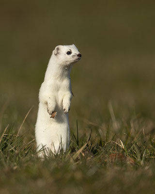Mei Hüggi ist plötzlich wieder aufgetaucht - und noch ganz weiß!