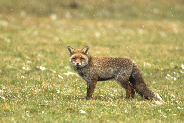 freundlicher Fuchs am Straßenrand :-)