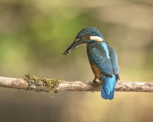 ... wieder ein Blatt....