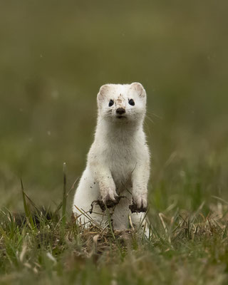 jaaaaaa ist Schwerstarbeit nach einer Maus zu buddeln :-)