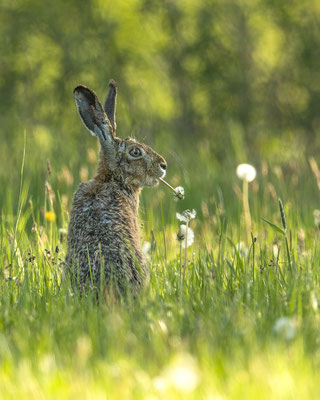 ein Löwenzahn ist doch einfach lecker :-)