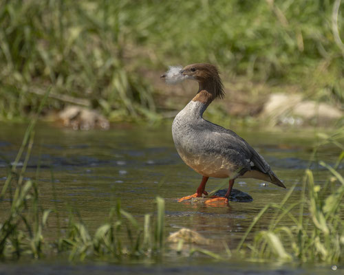 Hochzeitsschmuck vom Gänsesägerweibchen? :-)