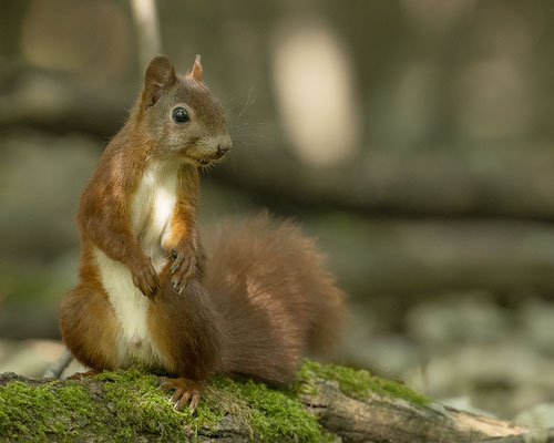 Endlich mal ein rotes Oachkatzerl :-)