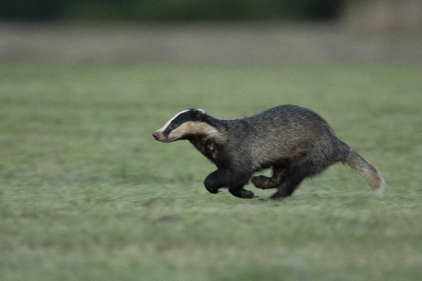Dachs - da hatte ich mal Glück das er so früh kam..