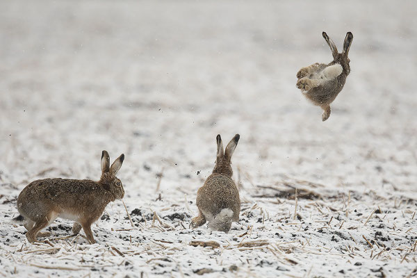fliegender Feldhase :-)