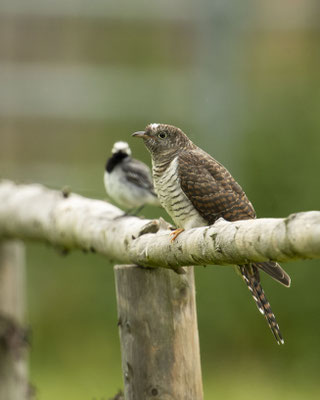 Kuckuckskind - ist die Bachstelze der Ziehvater/ Mutter? Hab es leider nicht heraus bekommen....