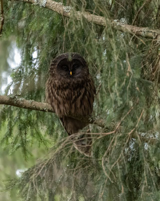 ganz was seltenes - black black Habichtskauz