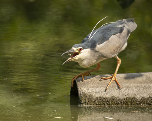 Nachtreiher mit Minifischchen