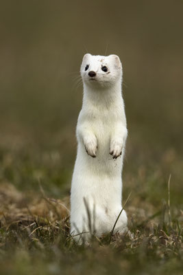 Hüggi ist wieder da :-)