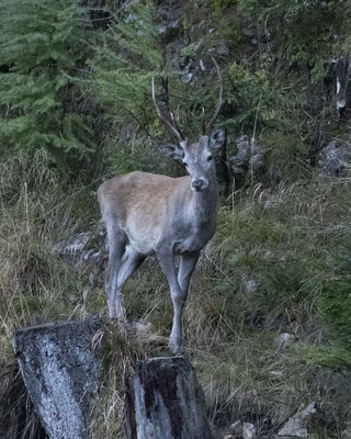 Rothirsch - leider bei miserablem Wetter....