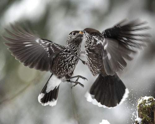 2 streitende Tannenhäher