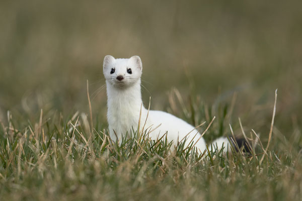 seine Partnerin ist noch weiß