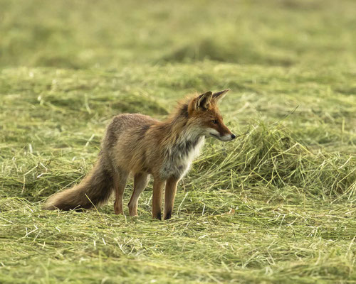 Rotfuchs freut sich über die frisch gemähte Wiese :-)