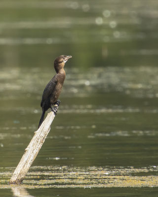Ganz was seltenes bei uns in Bayern - die Zwergscharbe