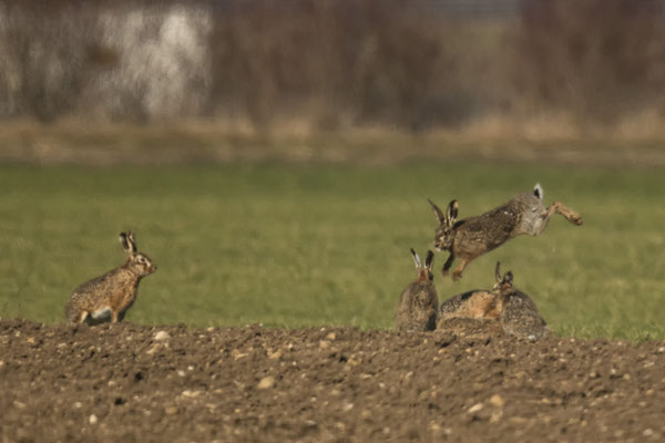 herrlich diese fliegenden Hasen :-)