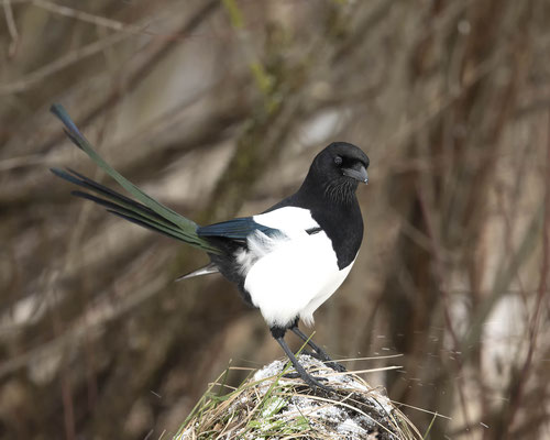 da sieht man die schönen Farben der Elster :-)