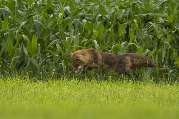 Weltschönster Fuchs beim Mäusesprung
