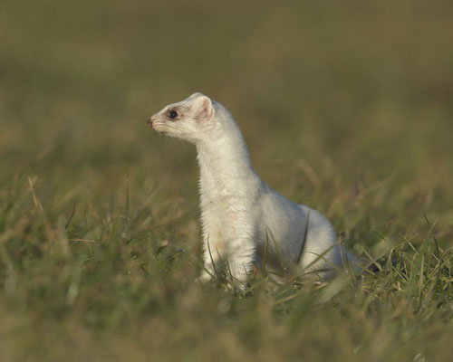 Micha - meine Hermeline:-)