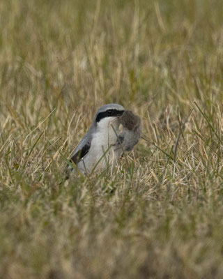 Er kam weder - Raubwürger mit Maus