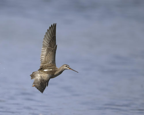 Dunkler Wasserläufer