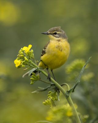 Wiesenschafstelze auf frischem Raps