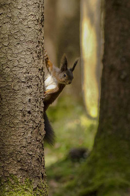 Eichhörnchen