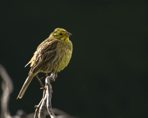 Goldammer wärmt sich in der untergehenden Sonne auf