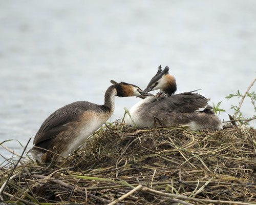 liebevoll ganz kleine Teilchen...