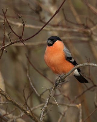 Seit laaaaanger Zeit mal wieder einen männlichen Dompfaff (Gimpel) gesehen :-)