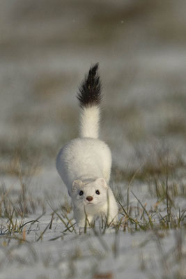 noch ein neues Hermi :-)