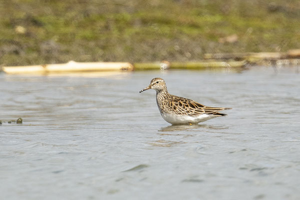 Graubruststrandläufer