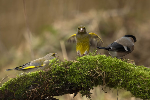 Grantelnder Grünfink im Anflug