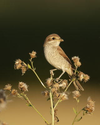 Neuntöterdame in der untergehenden Sonne :-)