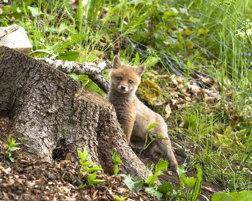 Meine Füchslein machen ihre ersten Ausflüge :-)