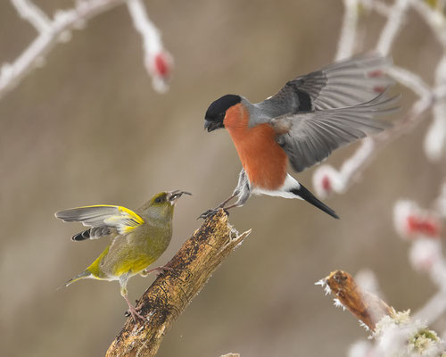Kampf der Giganten - Gimpel und Dompfaff