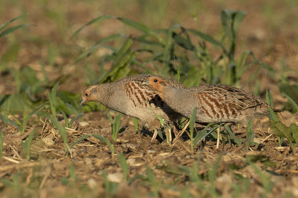 Rebhuhnpärchen