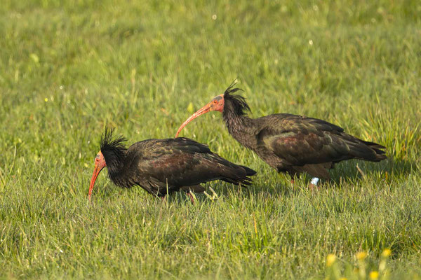 Waldrappen zu Gast im Allgäu