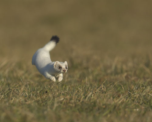Micha - meine Hermeline:-)