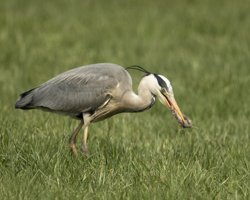Graureiher mit Maus