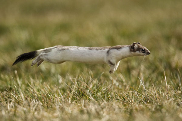 Hermi ist schon im Frühlingskleid