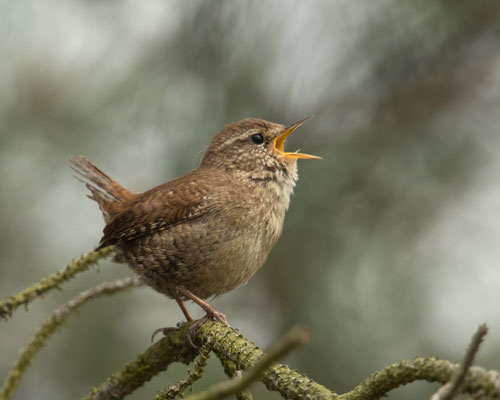 singender Zaunkönig