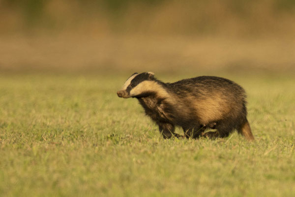Dachs - da hatte ich mal Glück das er so früh kam..