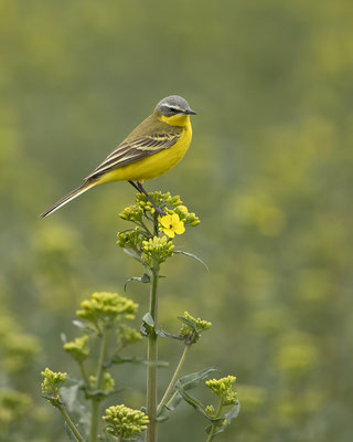 Wiesenschafstelze auf frischem Raps