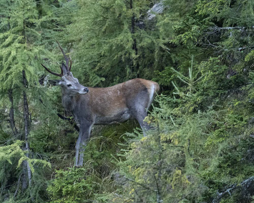 Rothirsch - leider bei miserablem Wetter....