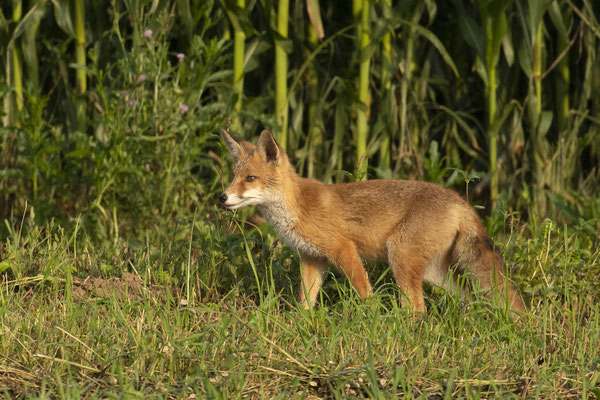 morgendlicher Jungfuchs beim Mäuse suchen