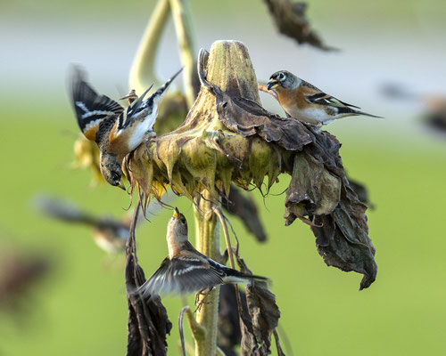 3er Bergfinken an einer Sonnenblume :-)